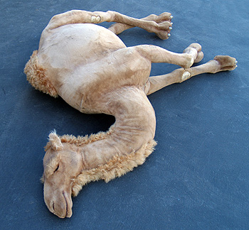 DeadCamel.jpg