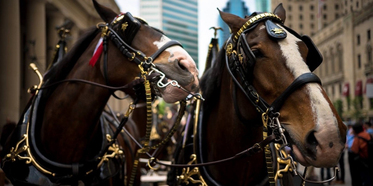 Budweiser Clydesdales